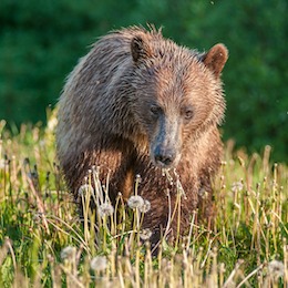 Grizzly Bear, Wildlife Conservation Network